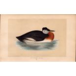 Red-Necked Grebe Rev Morris Antique History of British Birds Engraving.