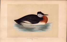 Red-Necked Grebe Rev Morris Antique History of British Birds Engraving.