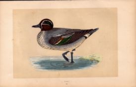 Teal Rev Morris Antique History of British Birds Engraving.