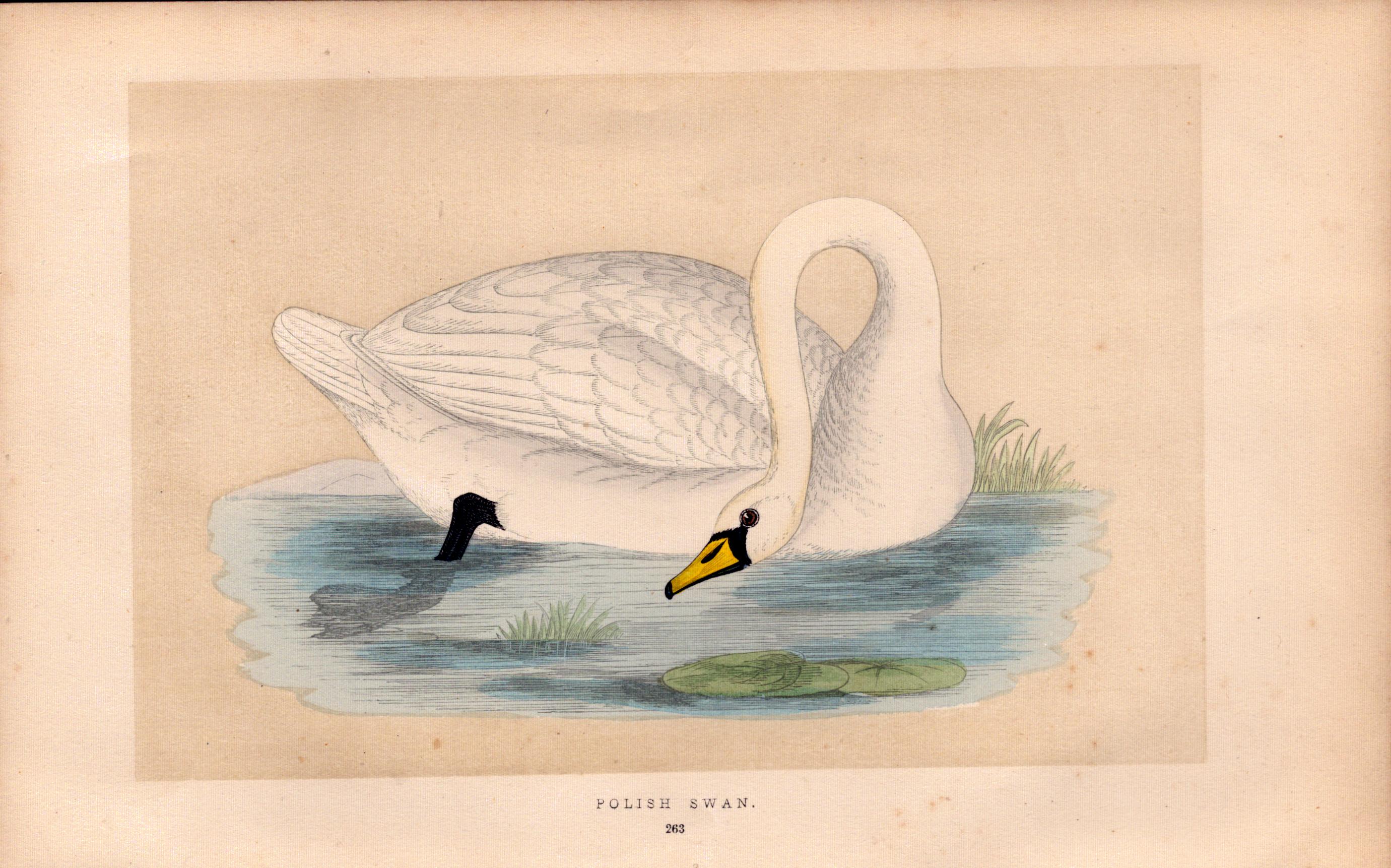 Polish Swan Rev Morris Antique History of British Birds Engraving.