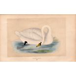 Polish Swan Rev Morris Antique History of British Birds Engraving.