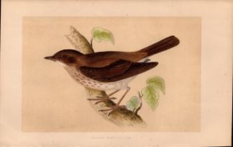 Thrush Nightingale Rev Morris Antique History of British Birds Engraving.