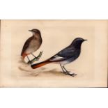 Blackstart Rev Morris Antique History of British Birds Engraving.