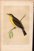 Melodious Willow Warbler Rev Morris Antique History of British Birds Engraving.