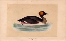 Eared Grebe Rev Morris Antique History of British Birds Engraving.