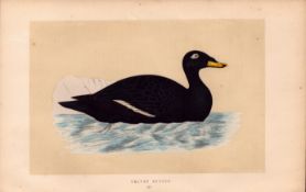 Velvet Scoter Rev Morris Antique History of British Birds Engraving.