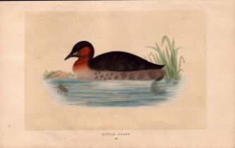 Little Grebe Rev Morris Antique History of British Birds Engraving.