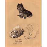 Cecil Aldin Vintage Dog Illustrations Bull Terrier Sealyham Cairn-13.