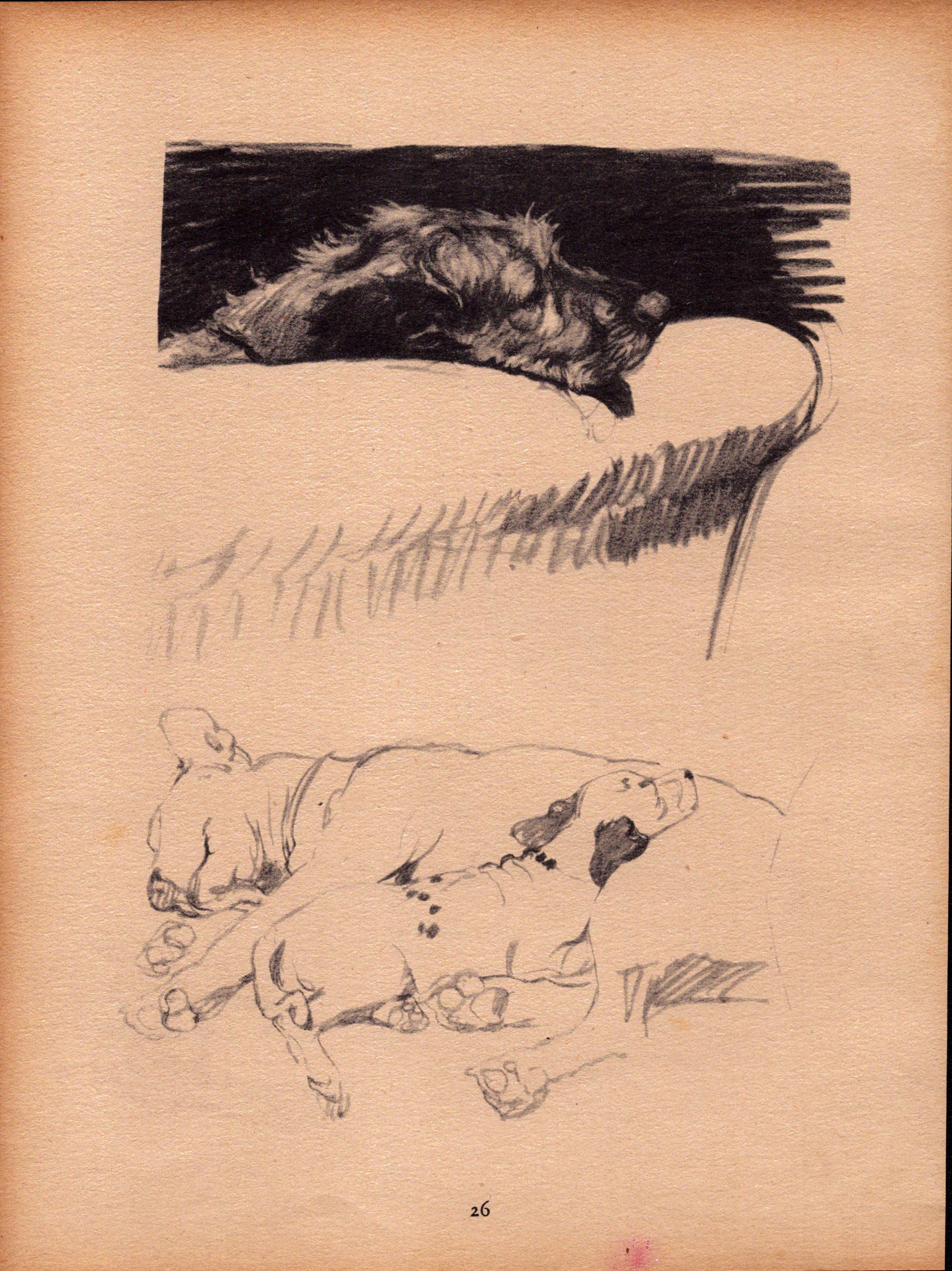 Cecil Aldin Original Vintage 88 Years Old Illustration How to Draw Dogs-6.