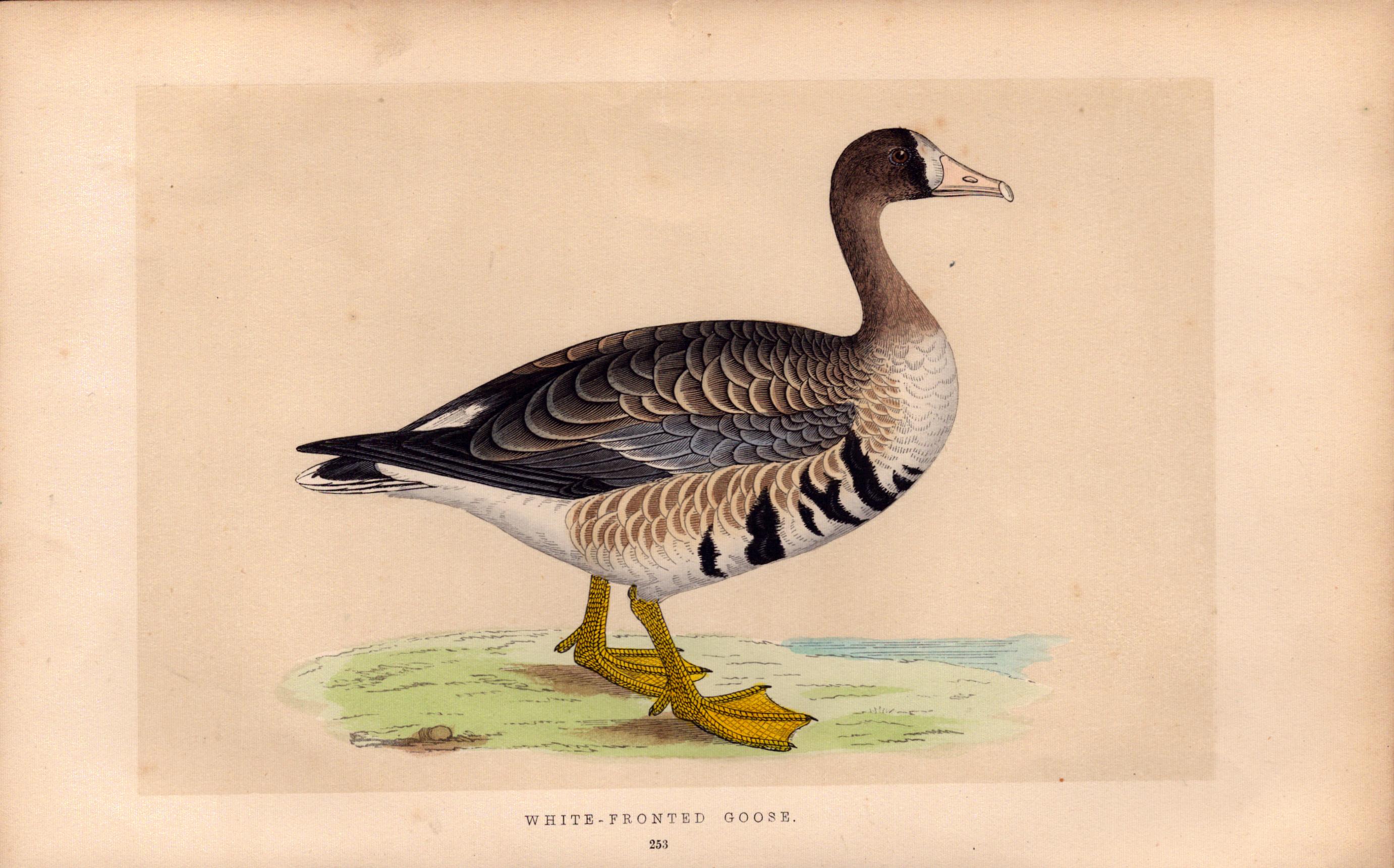 White Fronted Goose Rev Morris Antique History of British Birds Engraving.