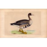 White Fronted Goose Rev Morris Antique History of British Birds Engraving.