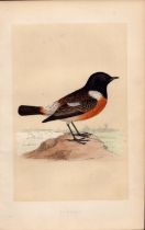 Stonechat Rev Morris Antique History of British Birds Engraving.