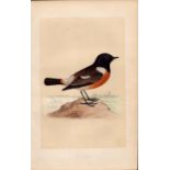 Stonechat Rev Morris Antique History of British Birds Engraving.