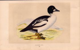 Golden-Eye Rev Morris Antique History of British Birds Engraving.