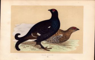 Black Grouse Rev Morris Antique History of British Birds Engraving.