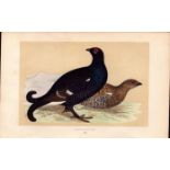 Black Grouse Rev Morris Antique History of British Birds Engraving.