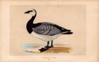 Berniele Goose Rev Morris Antique History of British Birds Engraving.