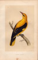 Golden Oriole Rev Morris Antique History of British Birds Engraving.