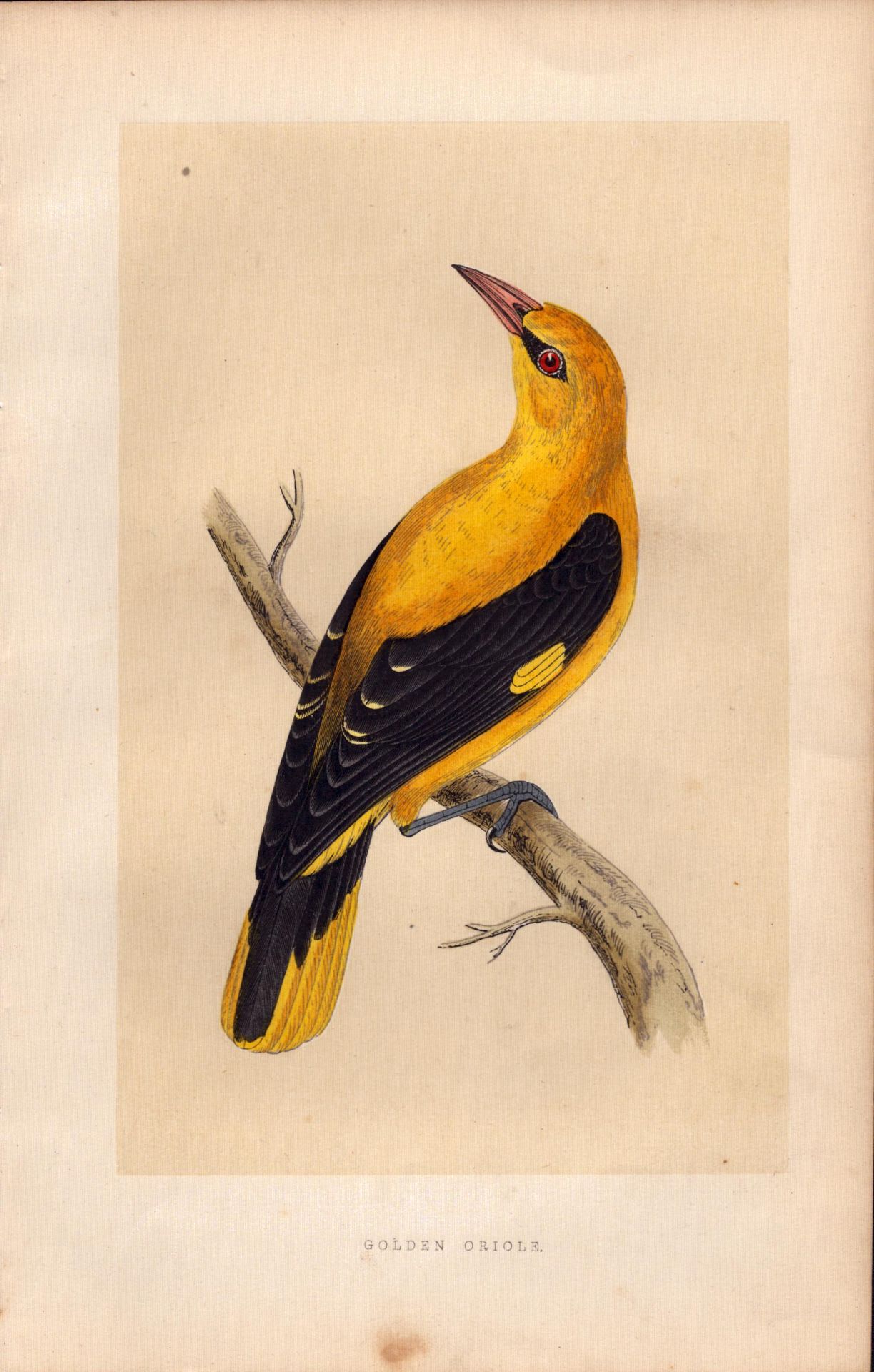 Golden Oriole Rev Morris Antique History of British Birds Engraving.