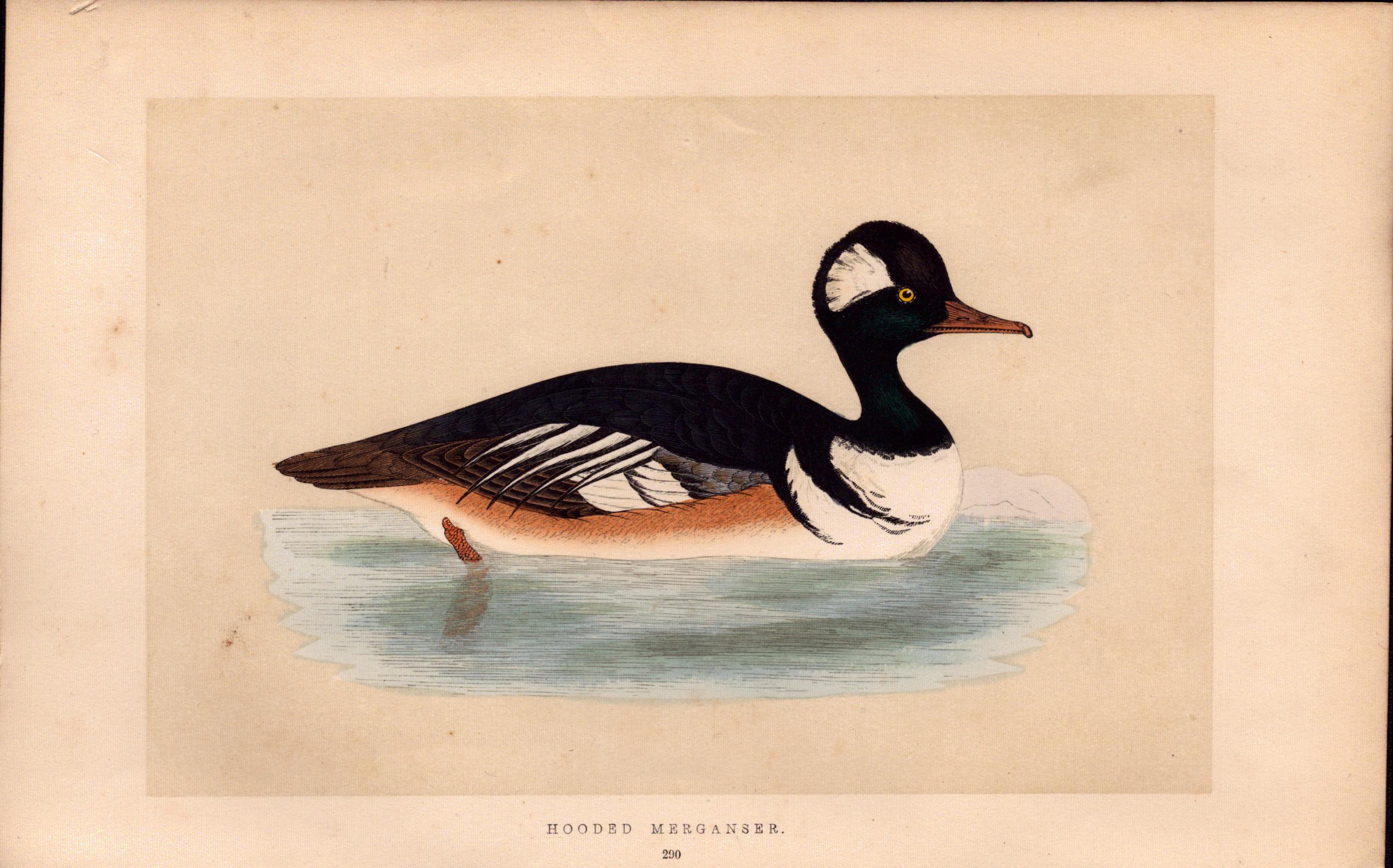 Hooded Merganser Rev Morris Antique History of British Birds Engraving.