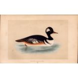 Hooded Merganser Rev Morris Antique History of British Birds Engraving.