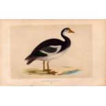 Spur-Winged Goose Rev Morris Antique History of British Birds Engraving.