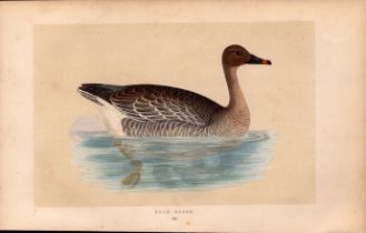 Bean Goose Rev Morris Antique History of British Birds Engraving.