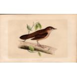 Savi’s Warbler Rev Morris Antique History of British Birds Engraving.