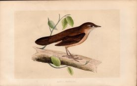 Savi’s Warbler Rev Morris Antique History of British Birds Engraving.