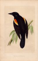 Red-Winged Starling Rev Morris Antique History of British Birds Engraving.