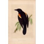 Red-Winged Starling Rev Morris Antique History of British Birds Engraving.