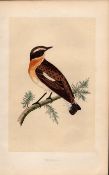 Whinchat Rev Morris Antique History of British Birds Engraving.