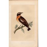 Whinchat Rev Morris Antique History of British Birds Engraving.