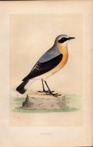 Wheatear Rev Morris Antique History of British Birds Engraving.