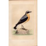 Wheatear Rev Morris Antique History of British Birds Engraving.