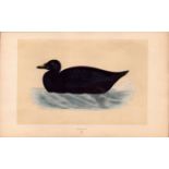 Common Scoter Rev Morris Antique History of British Birds Engraving.