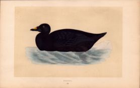 Common Scoter Rev Morris Antique History of British Birds Engraving.