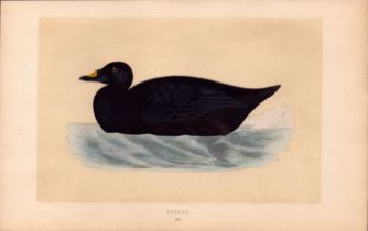 Common Scoter Rev Morris Antique History of British Birds Engraving.