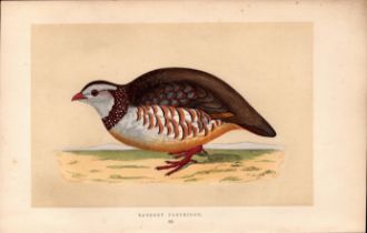 Barbary Patridge Rev Morris Antique History of British Birds Engraving.