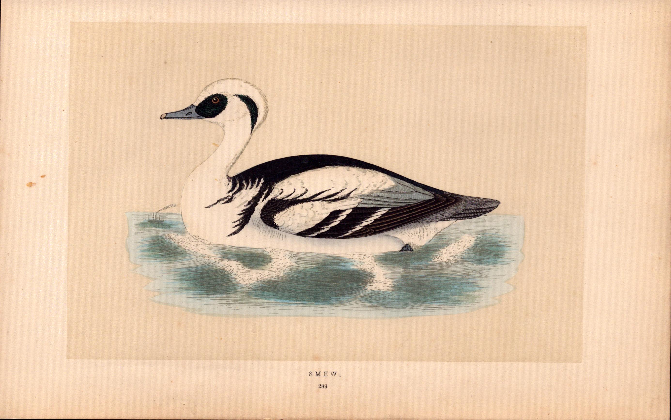 Smew Rev Morris Antique History of British Birds Engraving.