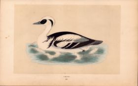 Smew Rev Morris Antique History of British Birds Engraving.