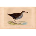 Water Rail Rev Morris Antique History of British Birds Engraving.