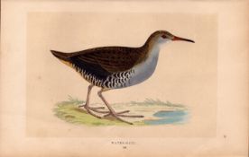 Water Rail Rev Morris Antique History of British Birds Engraving.