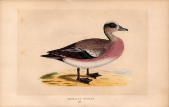 American Wigeon Rev Morris Antique History of British Birds Engraving.