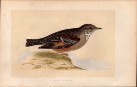 Alpine Accentor Rev Morris Antique History of British Birds Engraving.