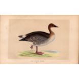 Pink Footed Goose Rev Morris Antique History of British Birds Engraving.