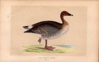 Pink Footed Goose Rev Morris Antique History of British Birds Engraving.