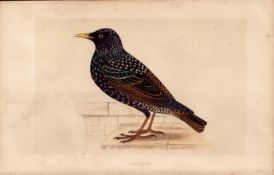 Starling Rev Morris Antique History of British Birds Engraving.