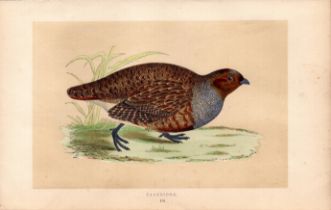 Patridge Rev Morris Antique History of British Birds Engraving.