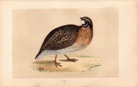 Quail Rev Morris Antique History of British Birds Engraving.